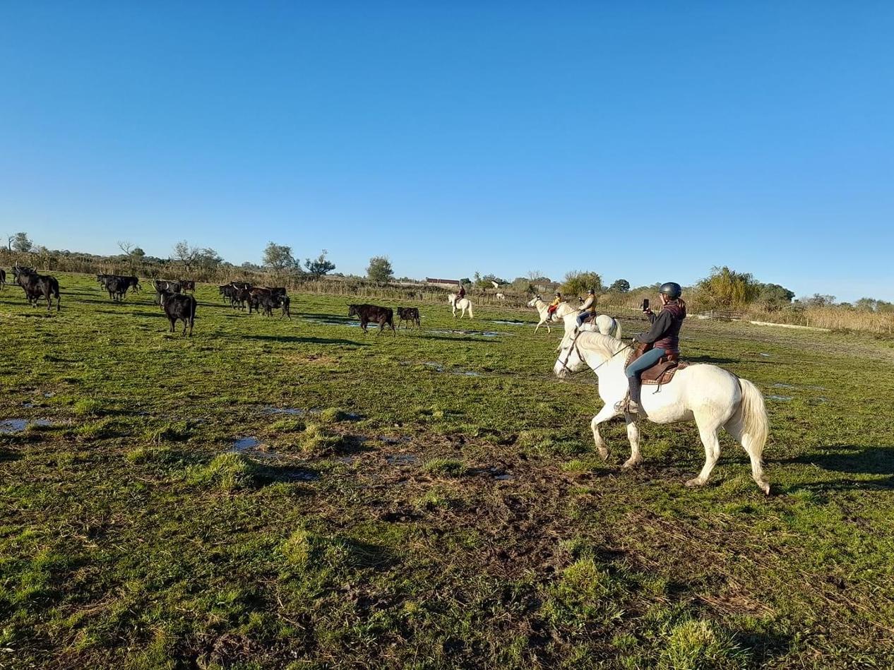 Cavaliers en train de parcourir les marais de Camargue