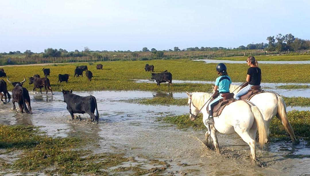 Les taureaux camarguais dans leur habitat naturel