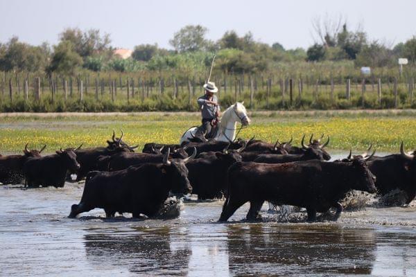 gardian et taureaux camarguais