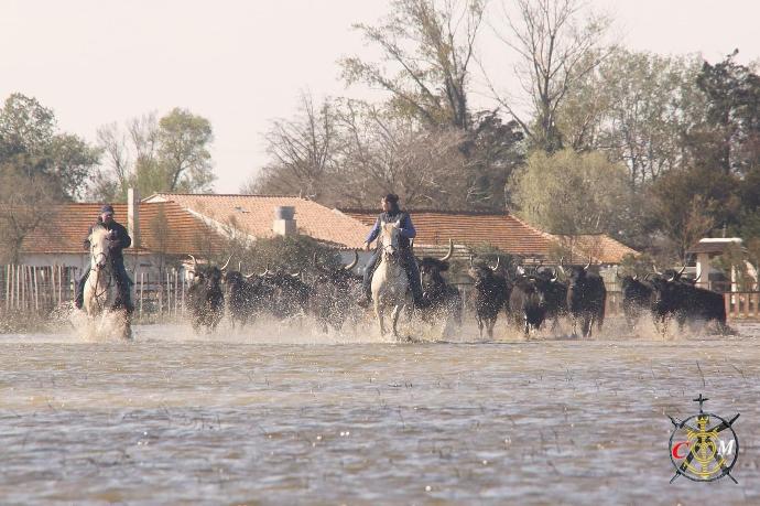 chevaux qui court en camargue