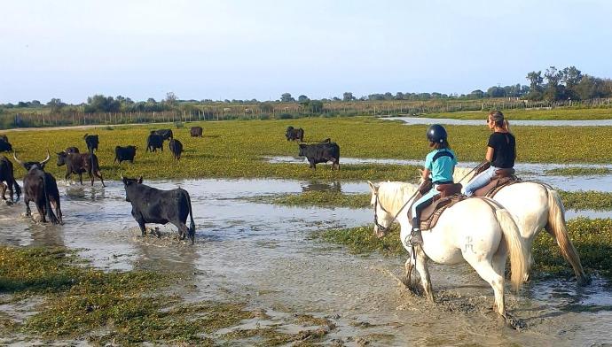 chevaux dans les marais camarguais