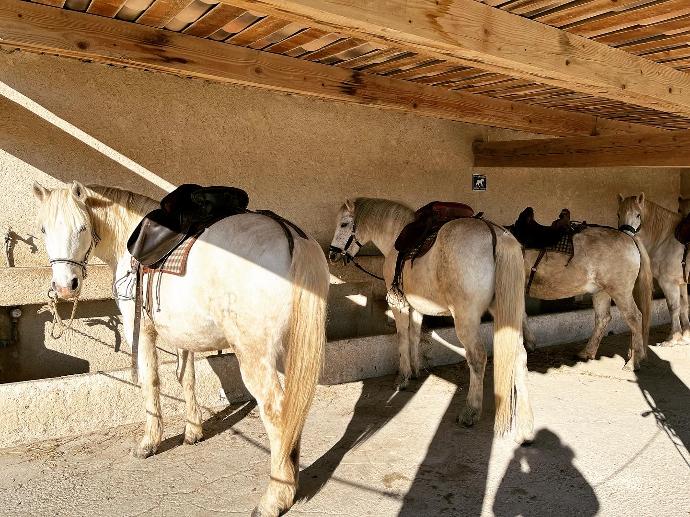 chevaux camargue