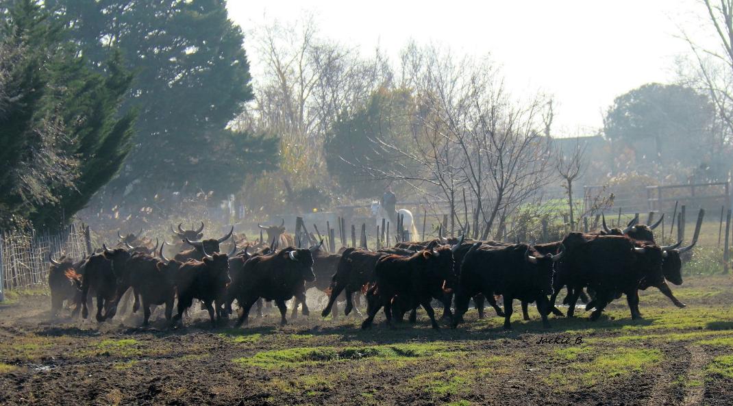 Les taureaux camarguais, symbole emblématique de la Camargue