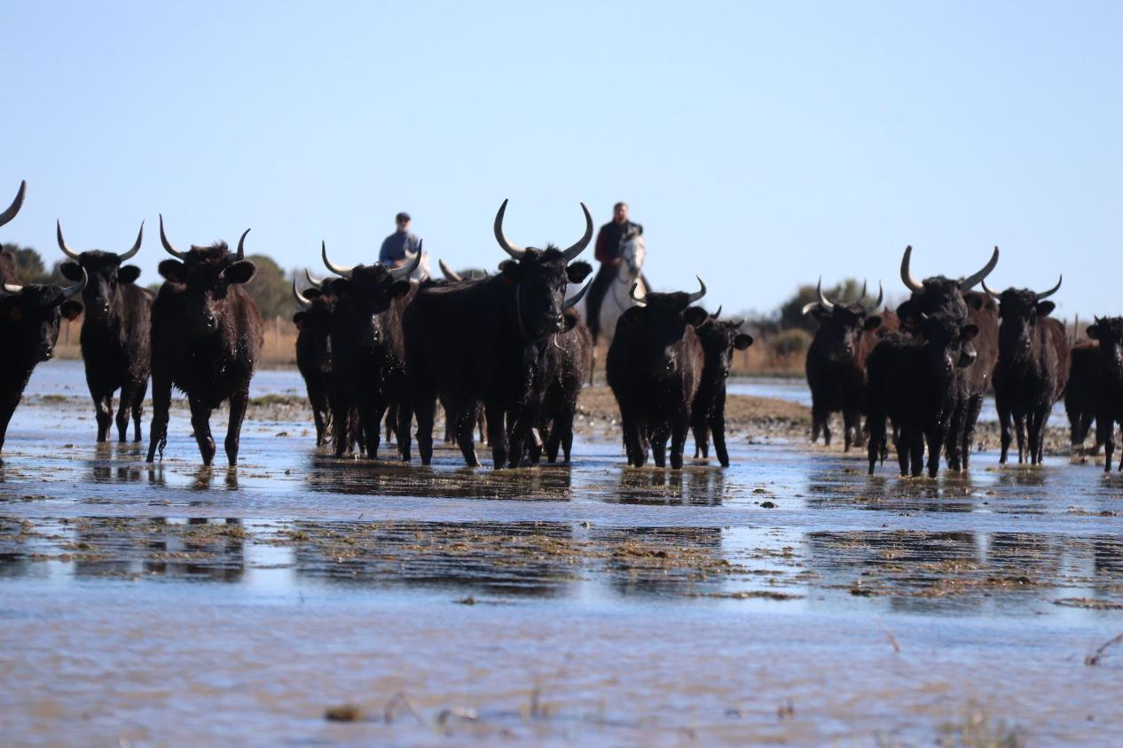 Les taureaux camarguais en liberté dans les marais de la Camargue