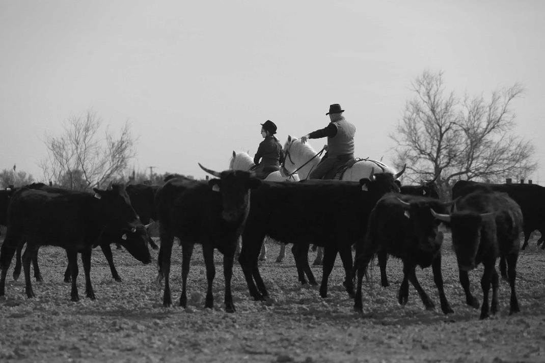 rencontre avec des taureaux camarguais