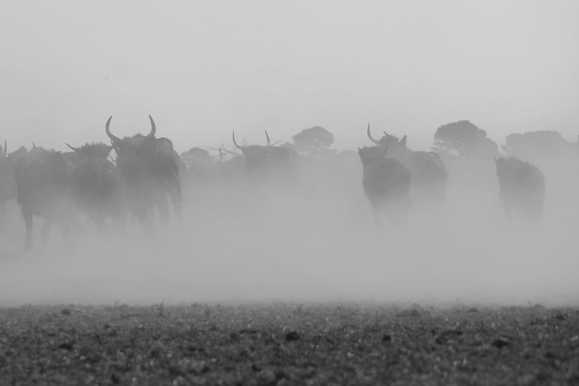 Tri taureaux camarguais